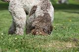 LAGOTTO CAVAGE 022